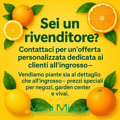 Mandarina Satsuma Miyagawa (tegla – 20)