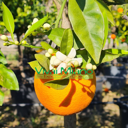 Sadnica naranče sorte Sanguinello Moscato