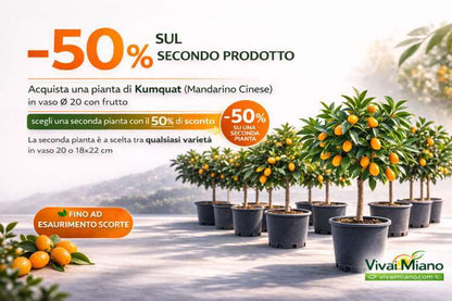 Sadnica kumquata – kineske naranče (teglena posuda – 20) s plodovima