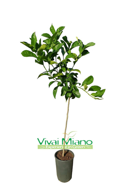 Citrus medica 'Diamante'