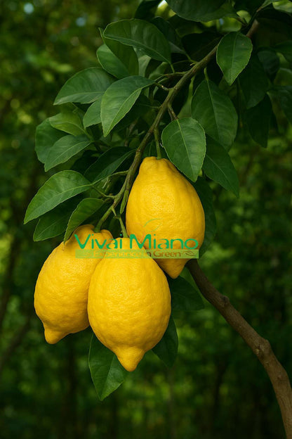 Citrus medica 'Diamante'