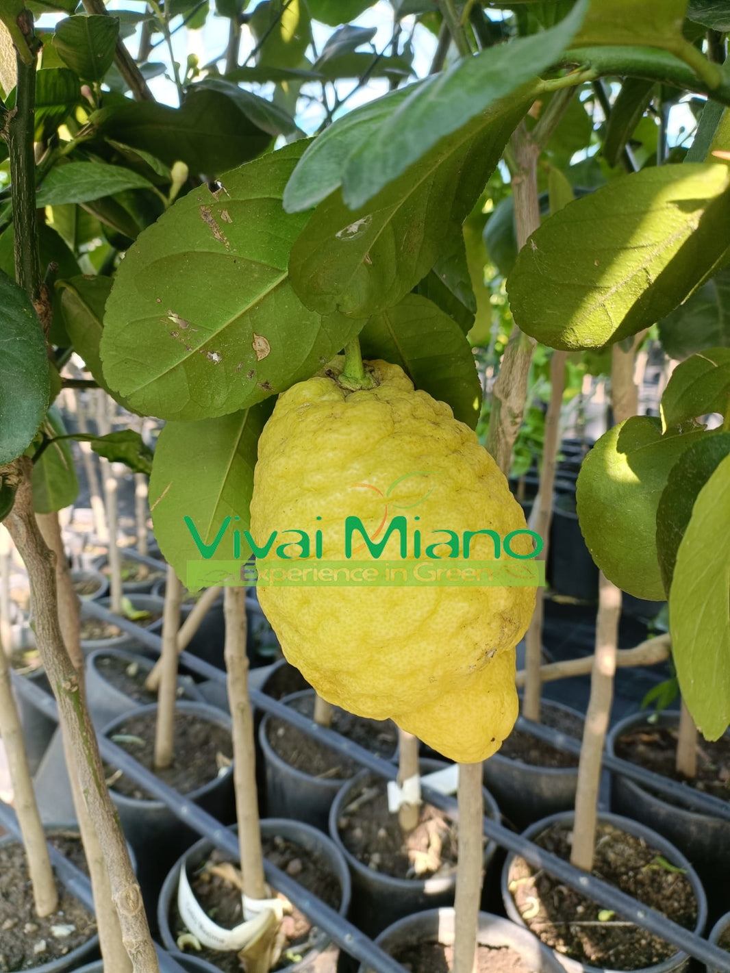 Cedro Maxima ili gigantski plan