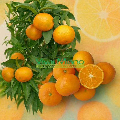 Sadnica klementine Hernandina