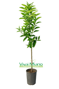 Sadnica klementine Hernandina