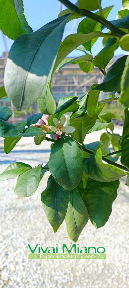 Stablo limuna (lonac - 35)