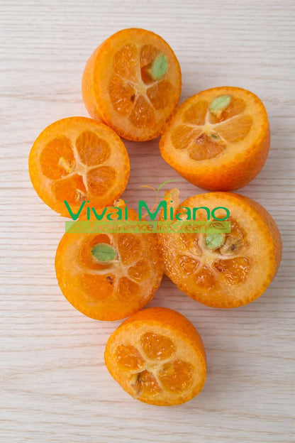 Sadnica kumquata – kineske naranče (teglena posuda – 20) s plodovima