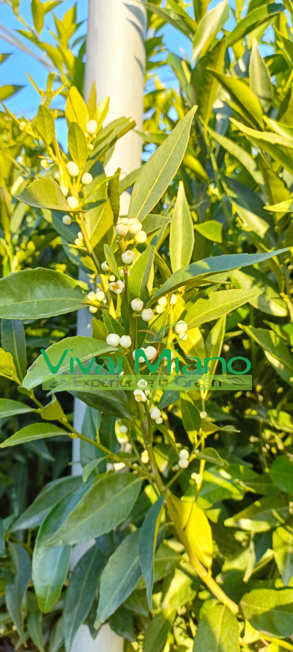 Sadnica mandarine Tardivo di Ciaculli
