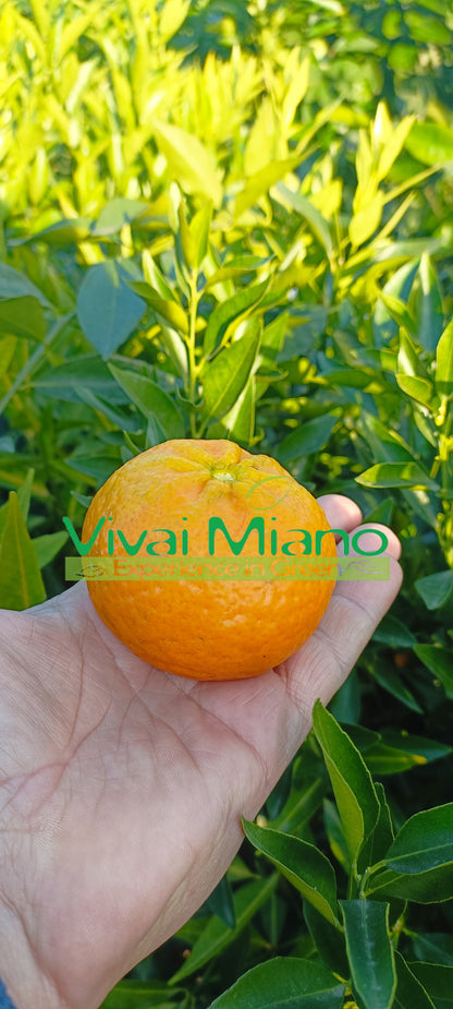 Sadnica mandarine Tardivo di Ciaculli