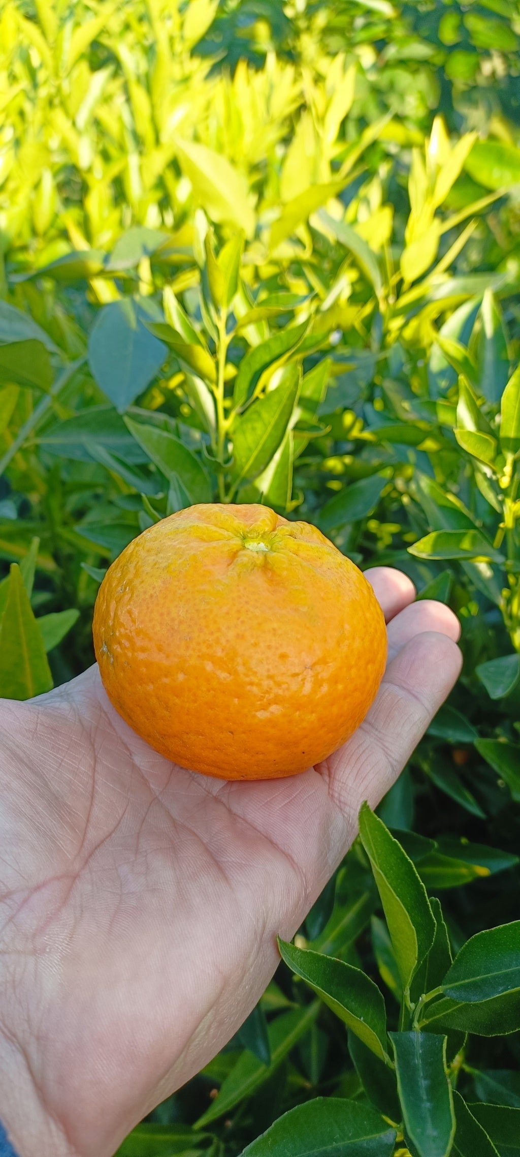 Mandarina (Grm - posuda 35)