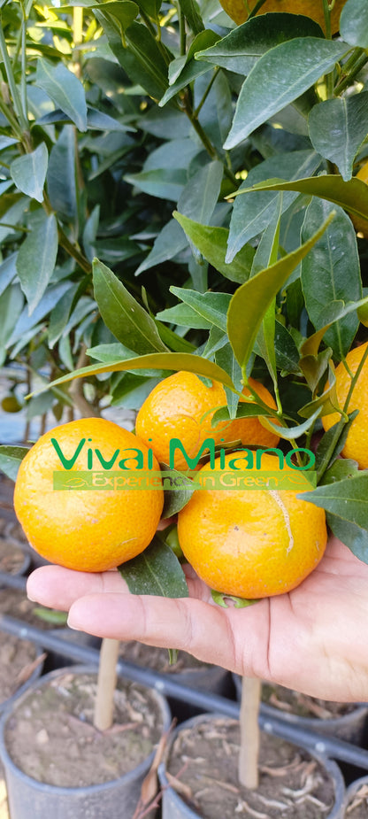 Sadnica mandarine Tardivo di Ciaculli
