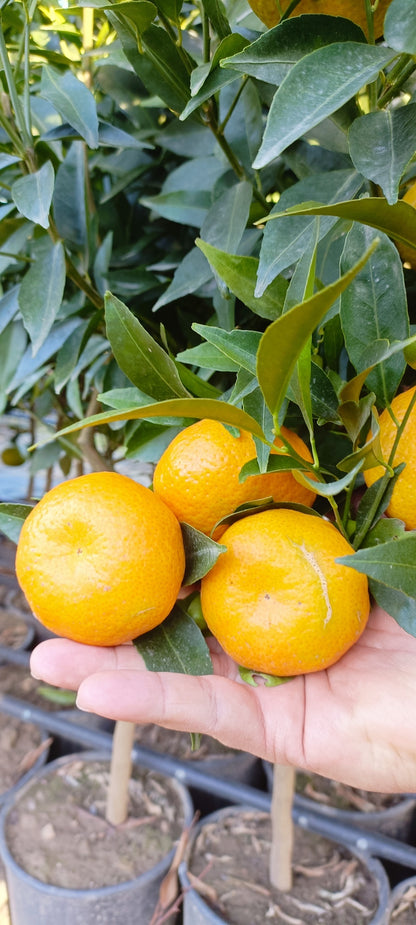 Stablo mandarine (lončanica - 20)