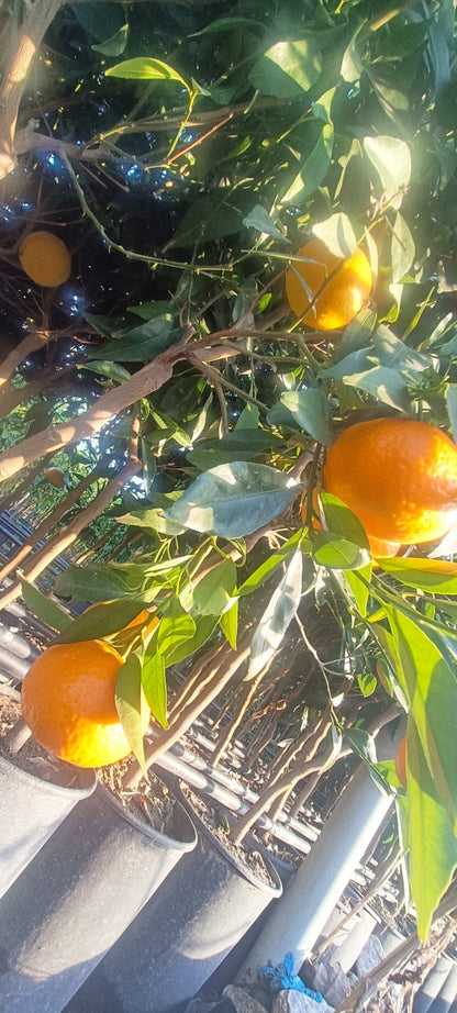 Stablo mandarine (lončanica - 20)