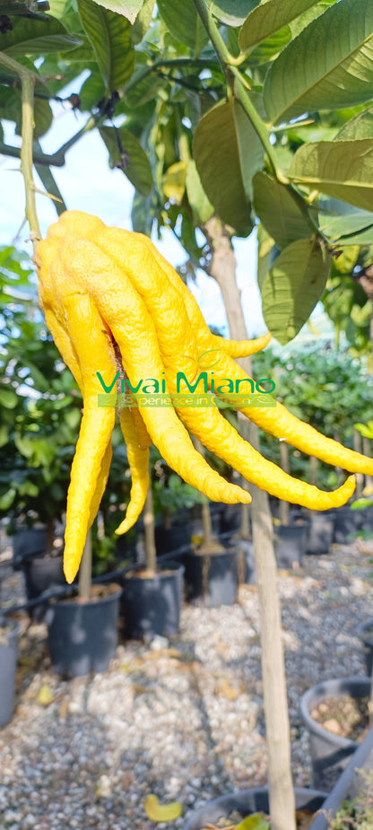 Citrus medica 'Digitata' (tegla - 20)
