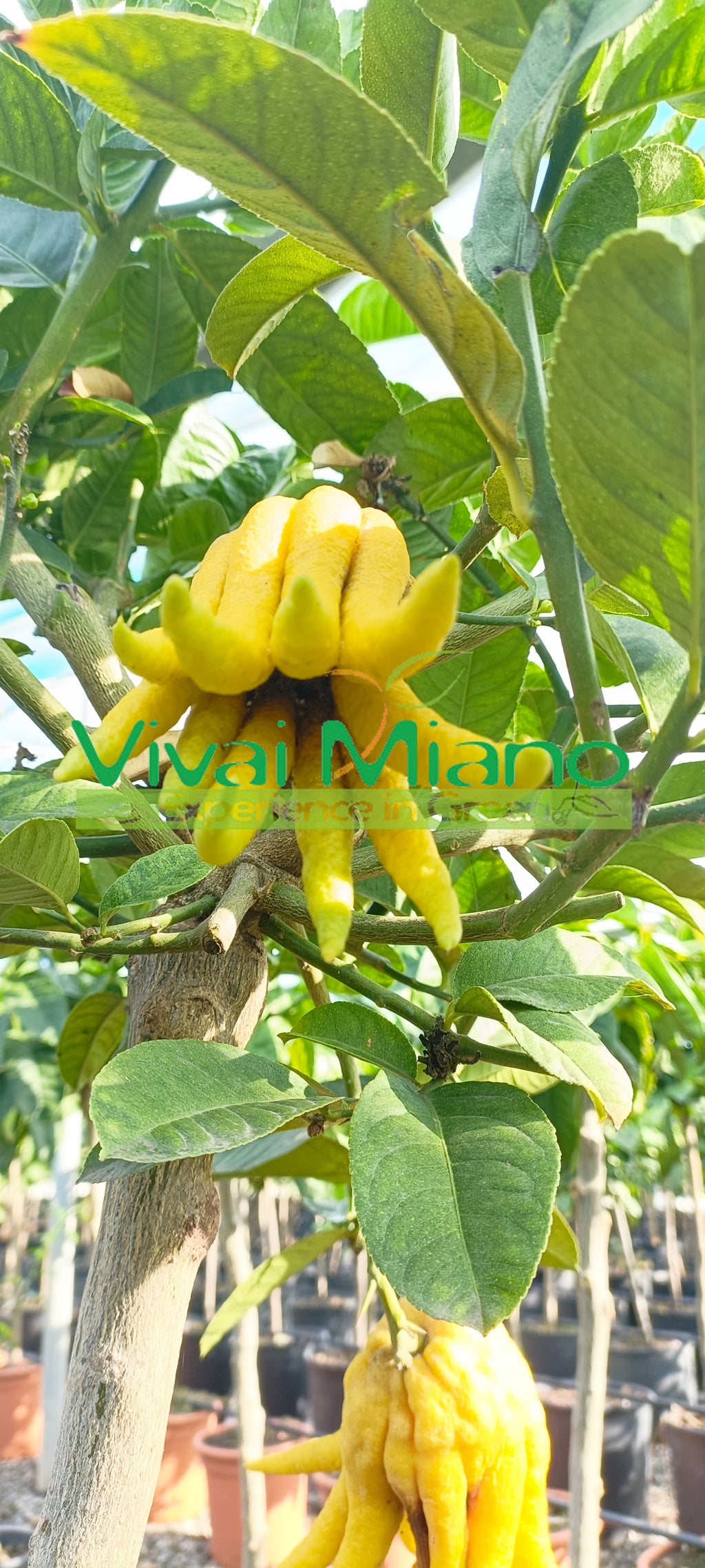 Citrus medica 'Digitata' (tegla - 20)