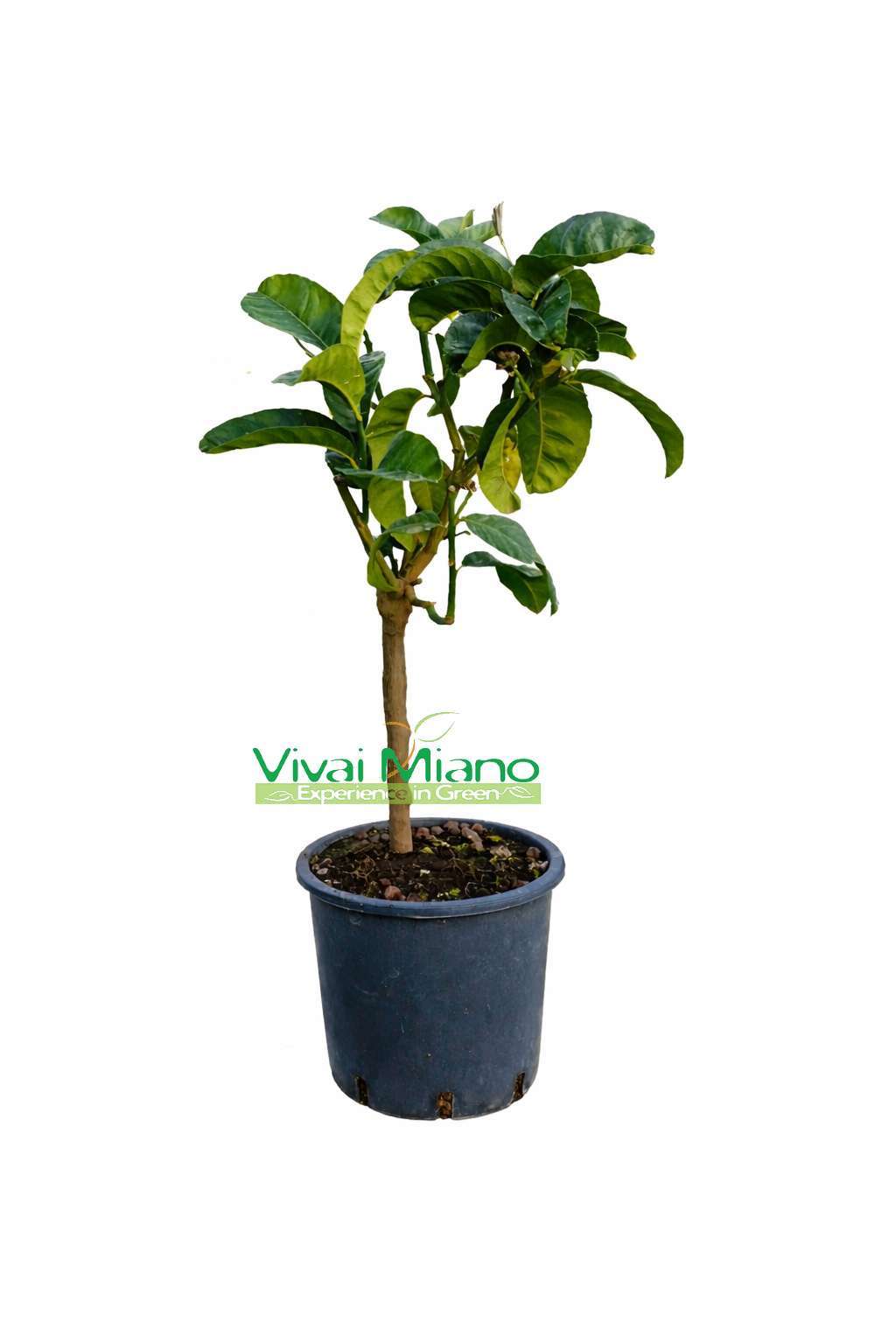 Citrus medica 'Digitata' (tegla - 20)