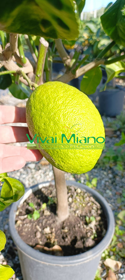 Piretto cédar