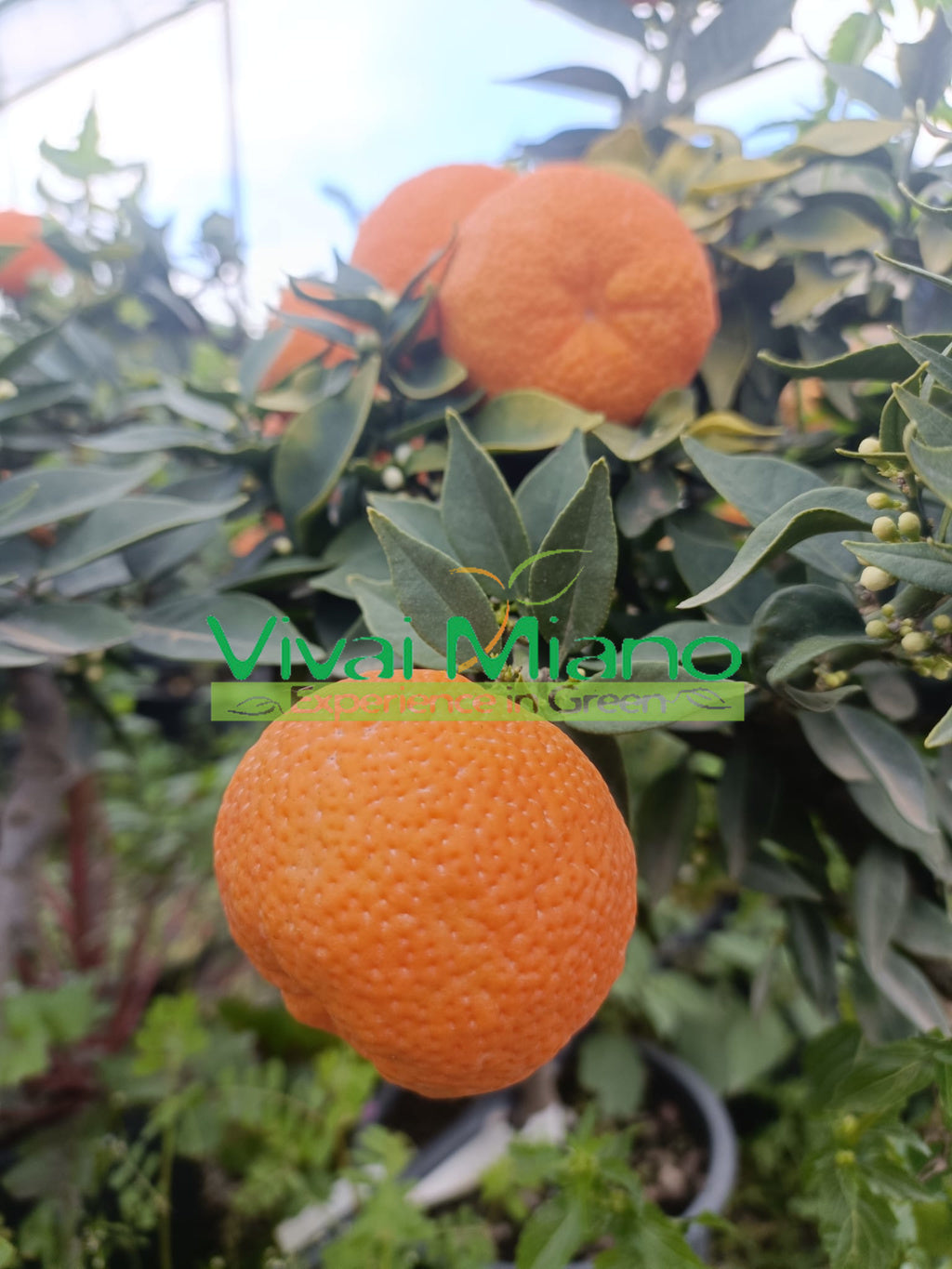 Biljka chinotto (tegljiva - 20)