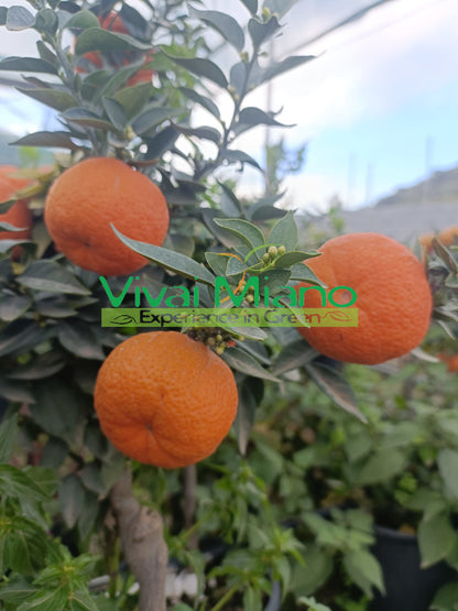 Biljka chinotto (tegljiva - 20)