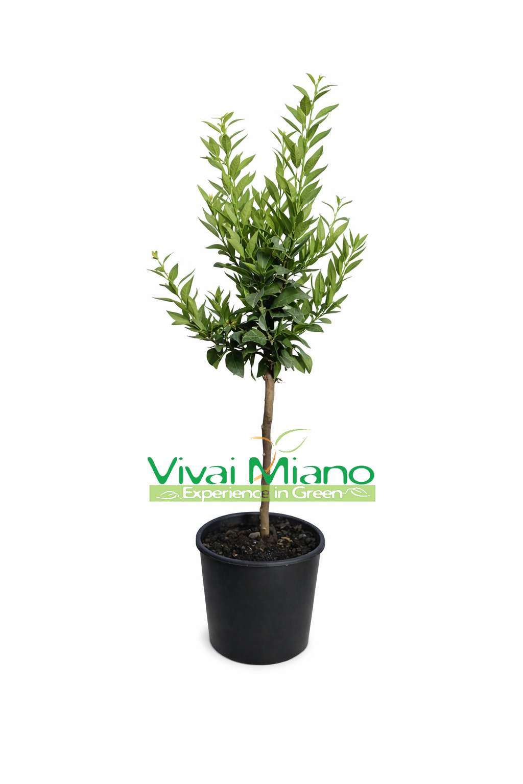 Biljka chinotto (tegljiva - 20)