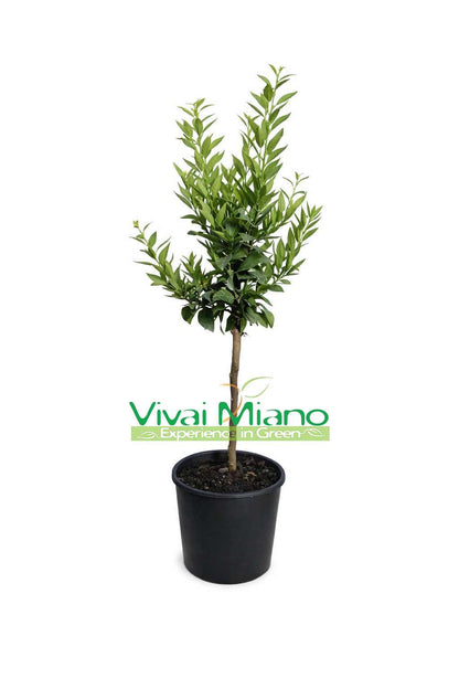 Biljka chinotto (tegljiva - 20)