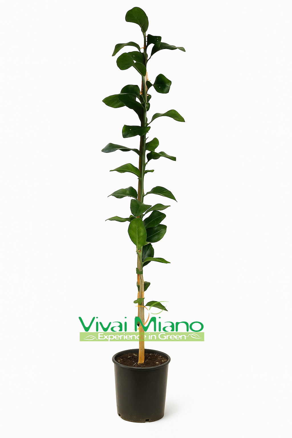 Limun Volkameriana