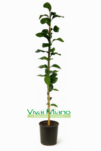 Limun Volkameriana