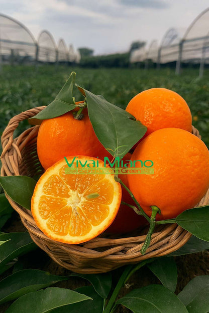 Limun Volkameriana