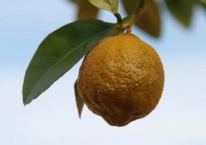 Limun Volkameriana