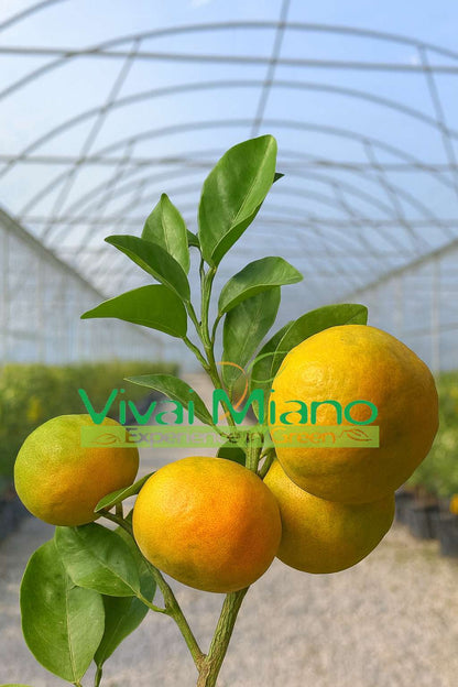 Stablo klementine Tangelo Nova