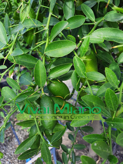 Bijela finger lime biljka