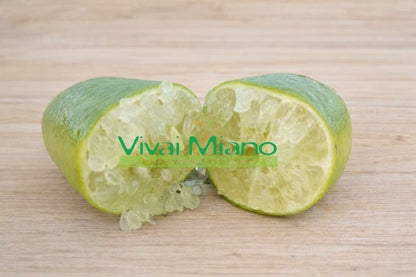 Biljka bijelog finger limea (teglia - 20)
