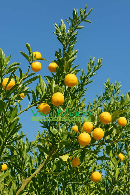 Biljka prstastog limete Eremorange ili žuta (lončanica - 20)