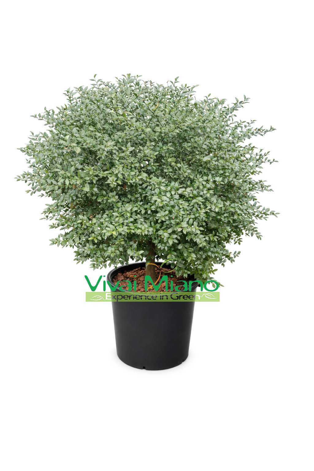 Crveni finger lime (grm - posuda 35)