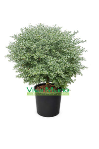 Crveni finger lime (grm - posuda 35)