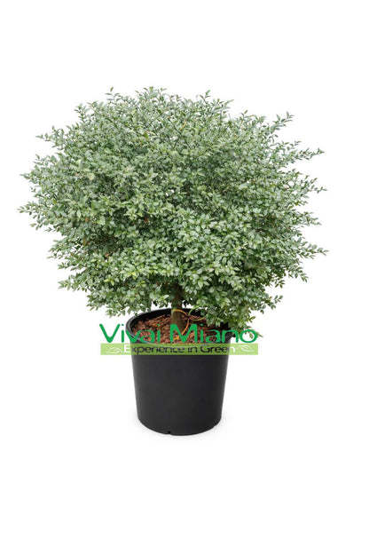 Crveni finger lime (grm - posuda 35)