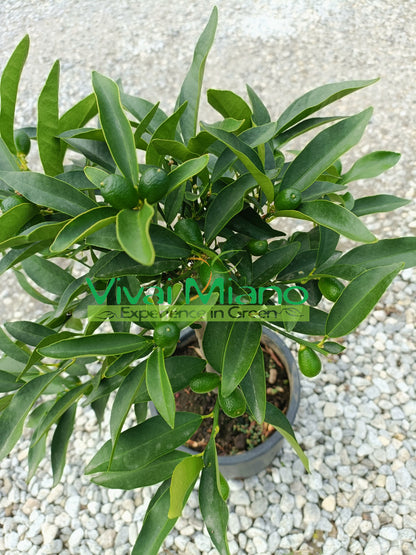 Sadnica kumquata – kineske naranče (teglena posuda – 20) s plodovima