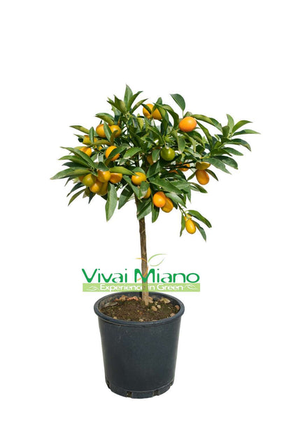 Sadnica kumquata – kineske naranče (teglena posuda – 20) s plodovima