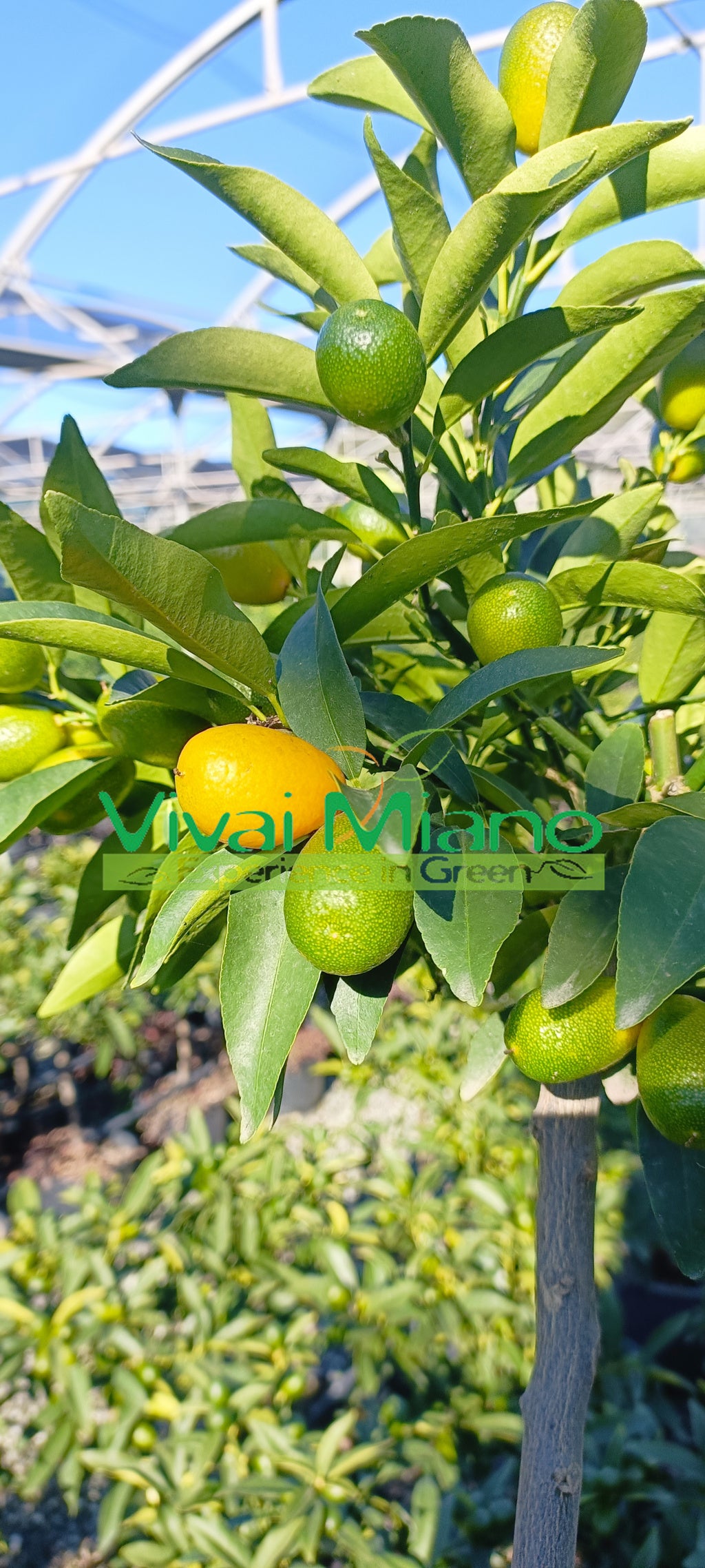 Sadnica kumquata – kineske naranče (teglena posuda – 20) s plodovima