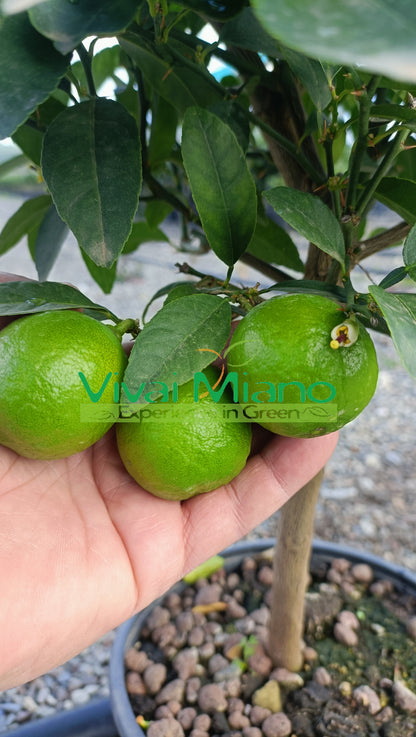 Meksička limeta (lončanica - 20)