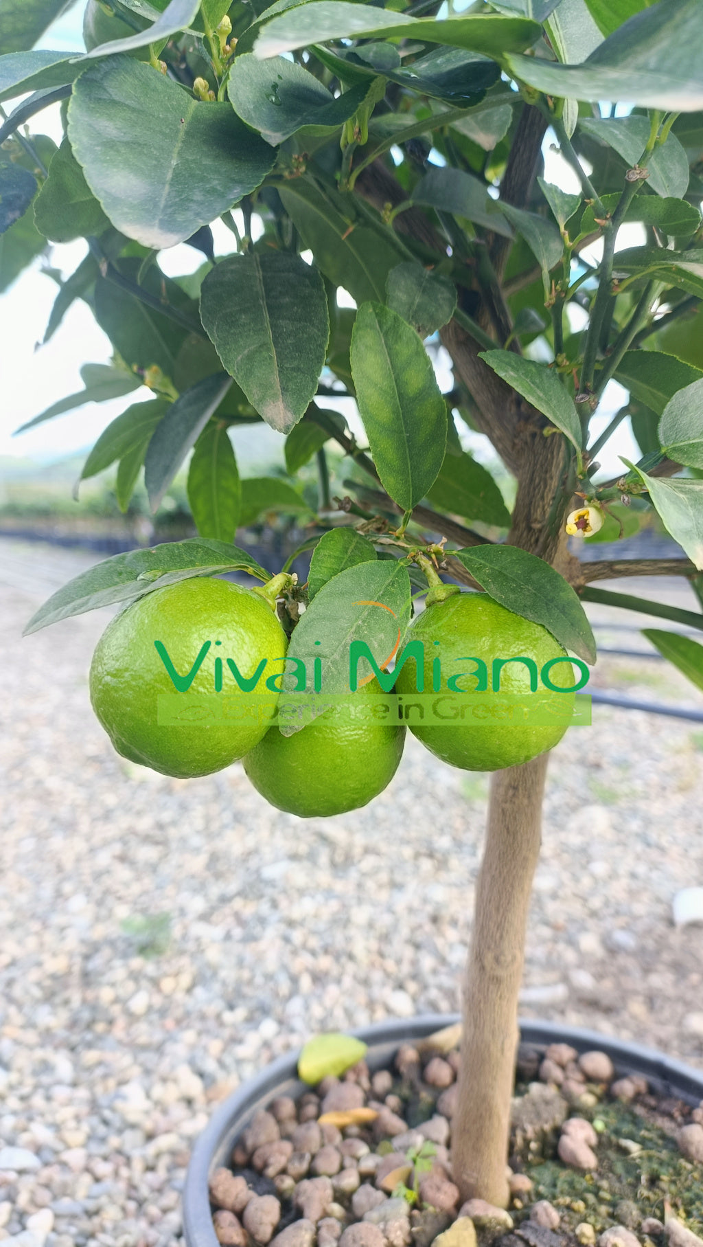 Biljka limete (lončanica - 20)