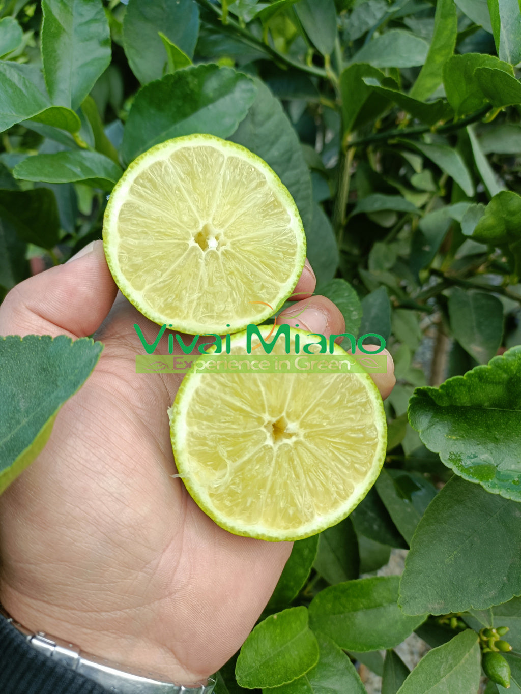 Biljka limete