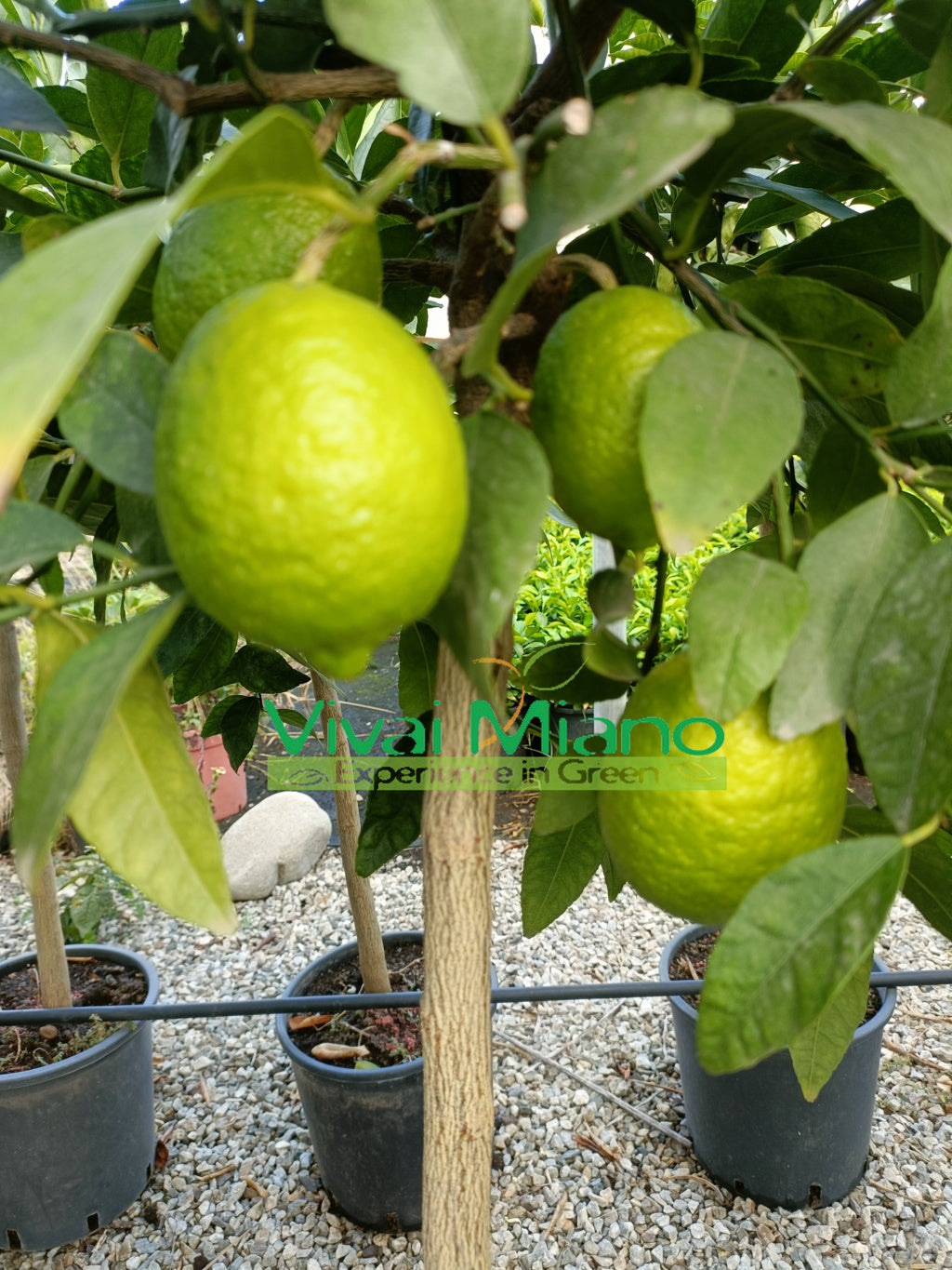 Biljka limete (posuda - 24)