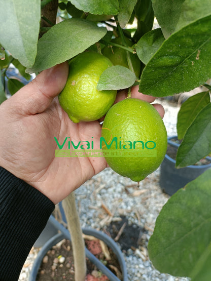 Biljka limete (posuda - 24)