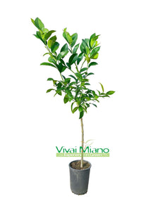 Rangpur limeta