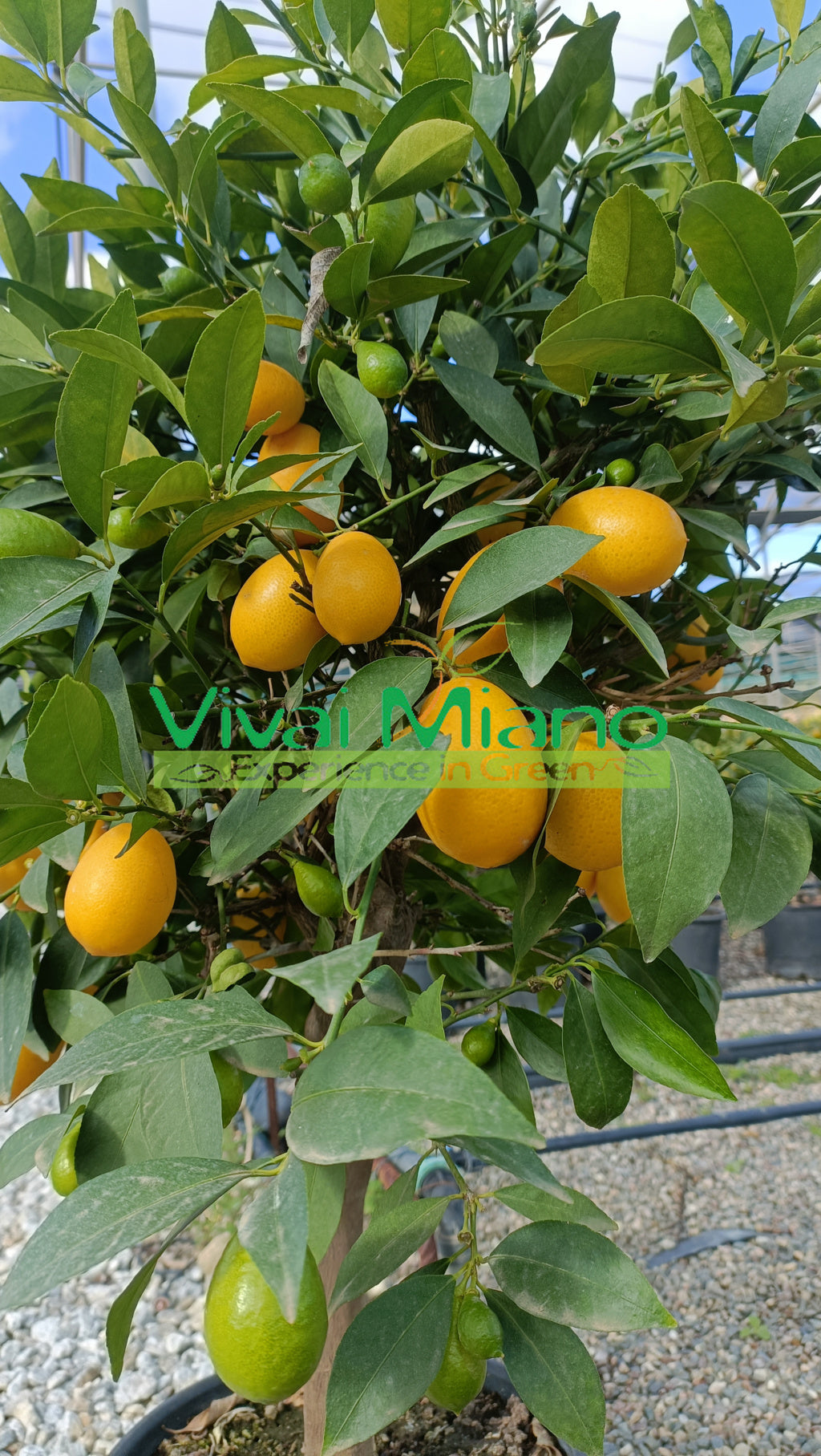 Limequat (lončić 24 - grm)
