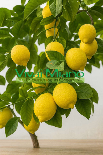 Sadnica limuna Cerza