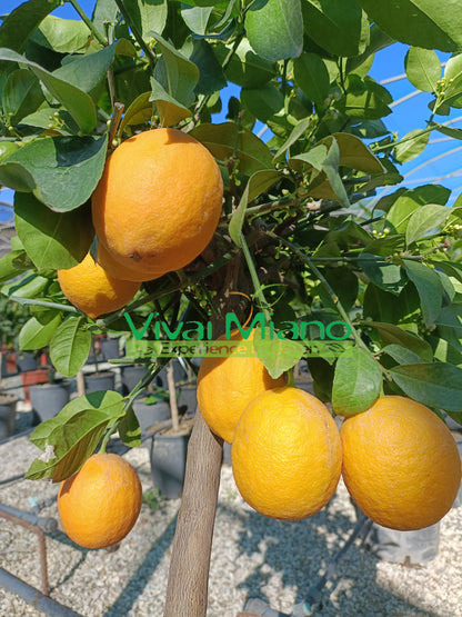 Pianta di Limone Meyer