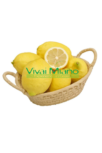 Limun Sorrento Oval