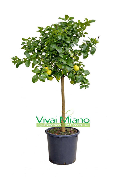 Stablo limuna (lonac - 35)