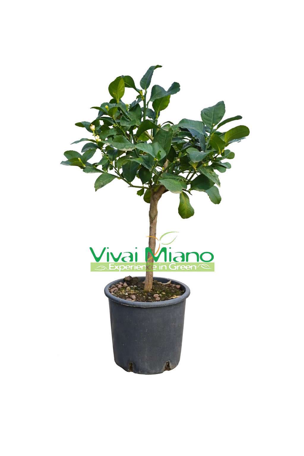 Sadnica limuna Zagara Bianca (teglja – 20)